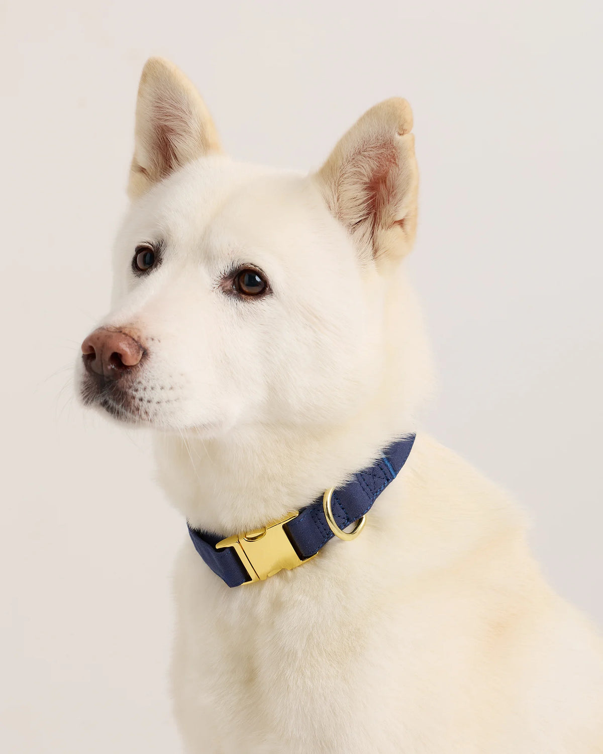 100% Cotton-Wrapped Nylon Dog Collar - XS / Navy