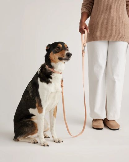 Dog Collar Walk Kit - XS / Black